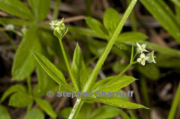 galium triflorum 3 graphic